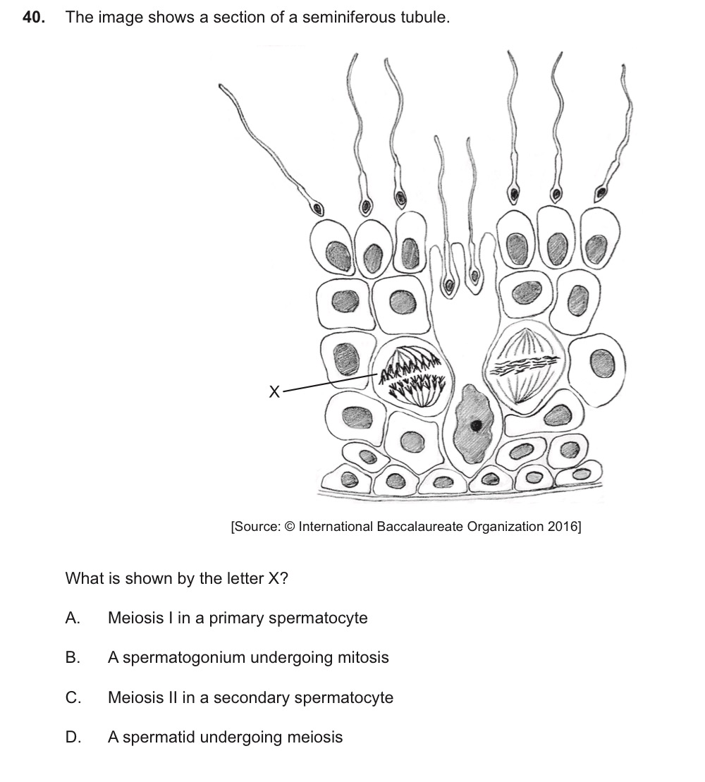 seminiferous tubules