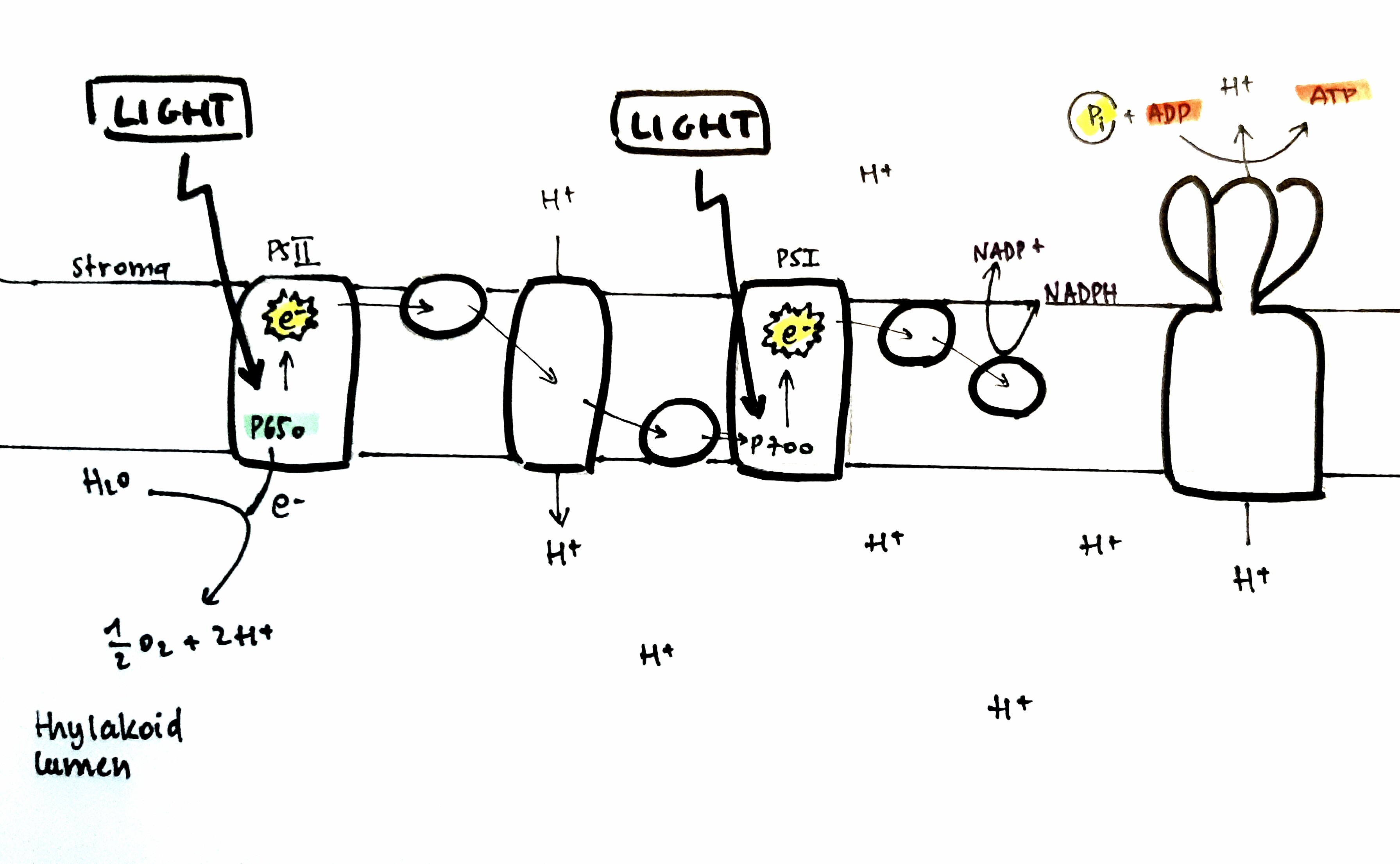 homework-in-plant-photosynthesis-in-the-light-dependent-reactions