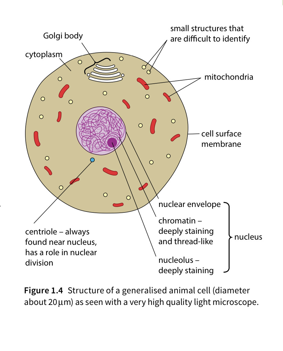biology_microscopy - Question Solving - IMAT