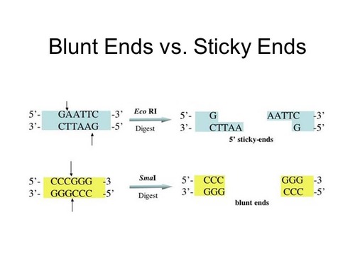 What Are Sticky Ends And Blunt Ends